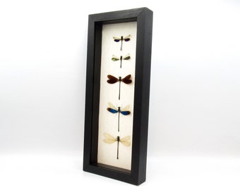 Real Dragonfly collection framed taxidermy