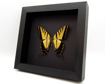 Puede incluir: Un espécimen de mariposa enmarcado con alas negras y marcas amarillas. La mariposa está montada sobre un fondo negro y enmarcada en un marco de madera negro.