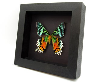 Real large female Sunset moth framed taxidermy - Urania ripheus
