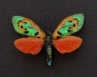 Very rare tiny metallic moth framed - Zygaenidae species?