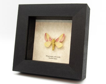 Real pink Rosy Maple moth framed taxidermy - Dryocampa rubicunda