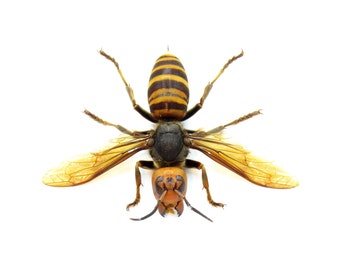 Real Giant Queen Murder Hornet framed taxidermy - Vespa mandarinia japonica
