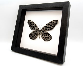 Real XL Silver Tree Nymph butterfly framed taxidermy - Idea lynceus