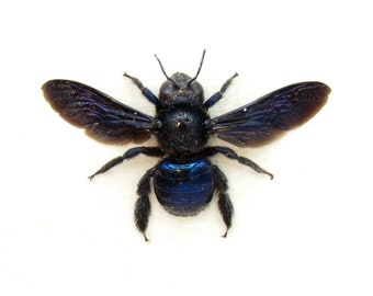 Real large Mexican Carpenter bee framed taxidermy - Xylocopa mexicanorum