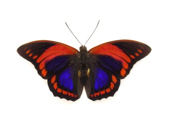 Rare Fuchsia Brush-footed butterfly framed taxidermy - Prepona praeneste - Victorian mount
