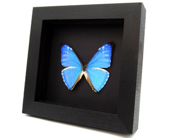 本物の虹色に輝く青い蝶の剥製 - モルフォゼフィリティス - Etsy 日本