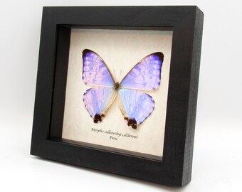 Rare XXL Pearl Morpho framed butterfly taxidermy - Morpho sulkowskyi calderoni