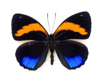 Echter Pracht-Schmetterling mit Numberwing-Schmetterling - Callicore Pastazza