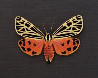 Rare Virgin Tiger Moth Framed Taxidermy Grammia Virgo - Etsy
