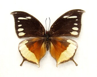 Very rare butterfly framed taxidermy - Consul panariste - female