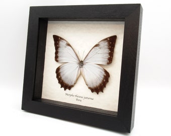 Real Giant White Morpho butterfly framed taxidermy - Morpho theseus juturna