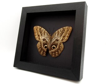 Real GIANT purple Owl Butterfly framed taxidermy - Caligo