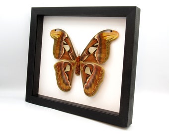 XL framed Atlas moth taxidermy - Attacus atlas - 8.1" female