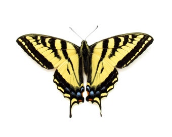 Real Western Tiger Swallowtail butterfly framed taxidery - Papilio rutulus - Victorian mount