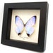 see more listings in the S American Butterflies section