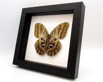 オオフクロウチョウ - Caligo brasiliensis - Etsy 日本