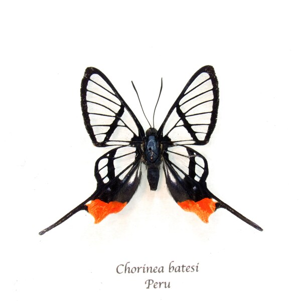 Rare Clearwing butterfly framed taxidermy - Chorinea batesi