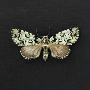 May include: A white and green moth with black markings on its wings. The moth is spread out on a black background.