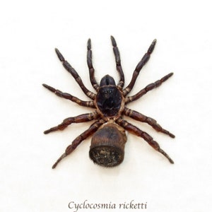 Real Chinese Hourglass Trapdoor Spider Framed Taxidermy