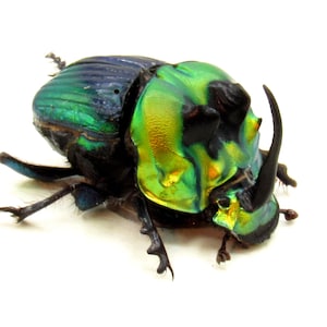 Taxidermie encadrée avec un vrai scarabée arc-en-ciel - Phanaeus imperator