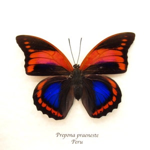 Prepona praeneste - Etsy España
