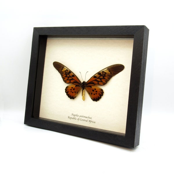 Real GIANT swallowtail framed taxidermy - Papilio antimachus