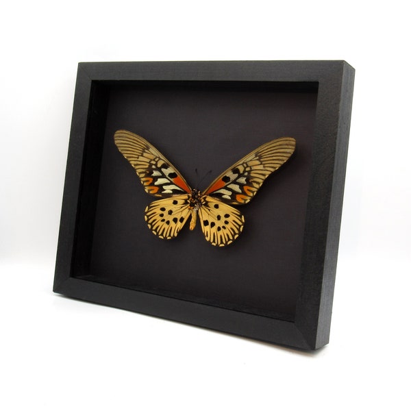 Real GIANT Swallowtail framed taxidermy - Papilio antimachus - 7.3 inch wingspan