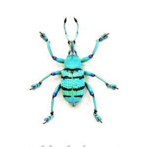 Pu&ograve; includere: Un coleottero blu e verde vibrante con strisce nere, noto come Eupholus schoenherrii petitii, &egrave; mostrato su uno sfondo bianco.