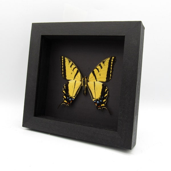 Real Two-Tailed Swallowtail framed taxidermy - Papilio multicaudata