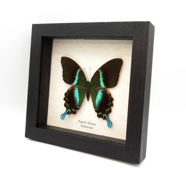 XL female Peacock Swallowtail butterfly framed taxidermy - Papilio blumei