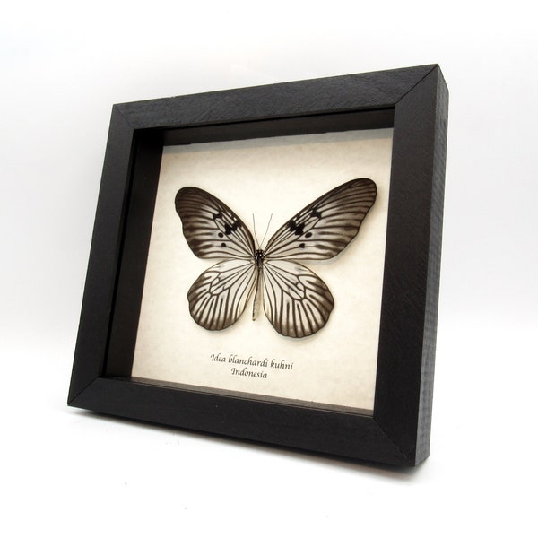 Real large Rice Wing butterfly framed taxidermy - Idea blanchardi kuhni - female