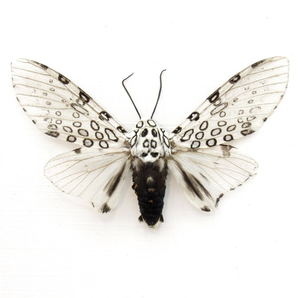 Leopard Moth - Etsy