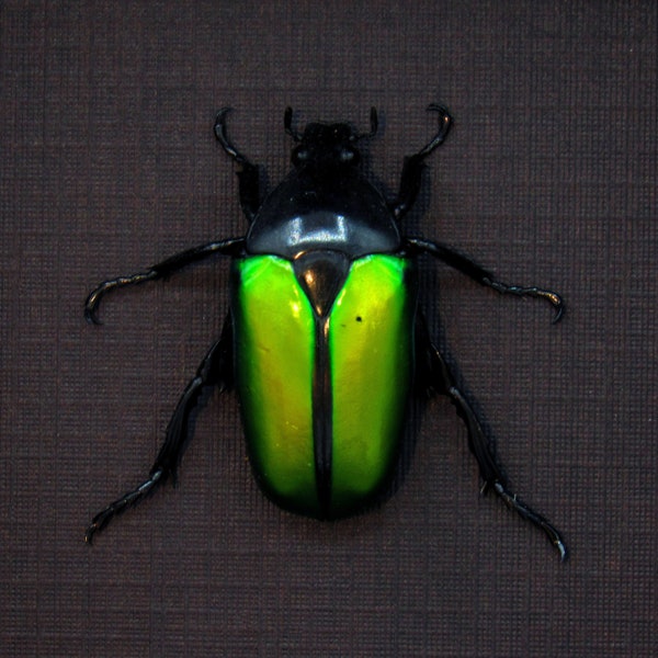 Real green Scarab beetle framed taxidermy - Caelorrhina relucens