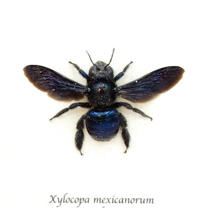 Riktigt stort mexikanskt snickarbi inramat taxidermi - Xylocopa mexicanorum