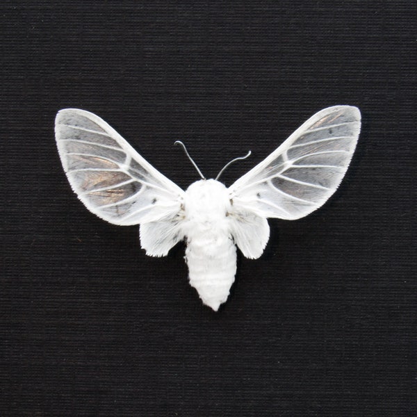 Rare white Erebid moth framed taxidermy - Balacra pulchra