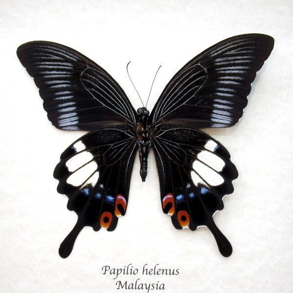 Real giant Red Helen Swallowtail butterfly framed taxidermy - Papilio helenus - female