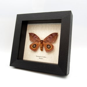 May include: A framed Automeris tridens moth, a brown moth with large, round, orange eyespots, displayed on a cream-colored background. The frame is black and the label reads "Automeris tridens Mexico".