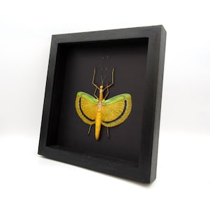 Real Giant Walking Stick Bug Framed Taxidermy - Tagesoidea