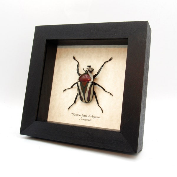 Large red and green metallic scarab beetle framed taxidermy - Dicronorhina derbyana