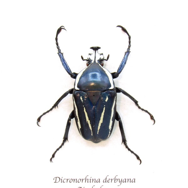 Real Scarab beetle framed taxidermy - Dicronorhina derbyana - blue form