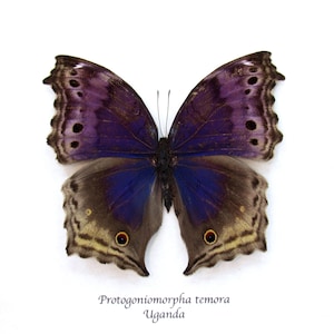 May include: A purple and brown butterfly with a wingspan of approximately 10 inches. The butterfly is mounted on a white background with the text "Protogoniomorpha temora Uganda" printed below it.