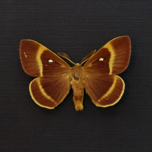 Puede incluir: Una polilla marrón con rayas amarillas y manchas blancas en sus alas. La polilla está montada sobre un fondo negro.