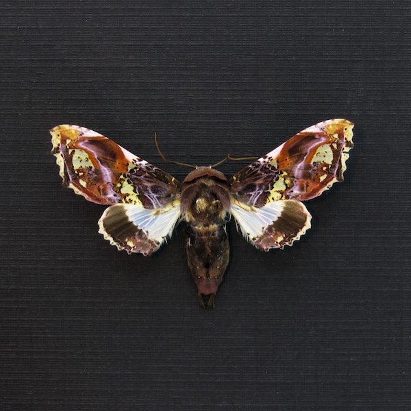 Rare purple Noctuid moth framed taxidermy - Caligatus venustissima - female