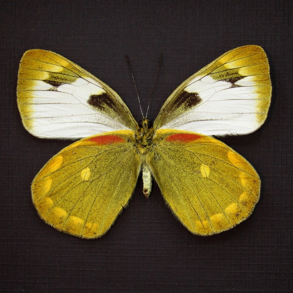 Real Chartreuse Delias butterfly framed taxidermy - Delias apoensis