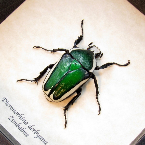 Green metallic Scarab beetle framed taxidermy - Dicronorhina derbyana - female