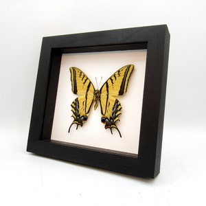 May include: A framed yellow and black swallowtail butterfly specimen with black wings and black and orange markings. The butterfly is mounted on a white background and framed in a black frame.