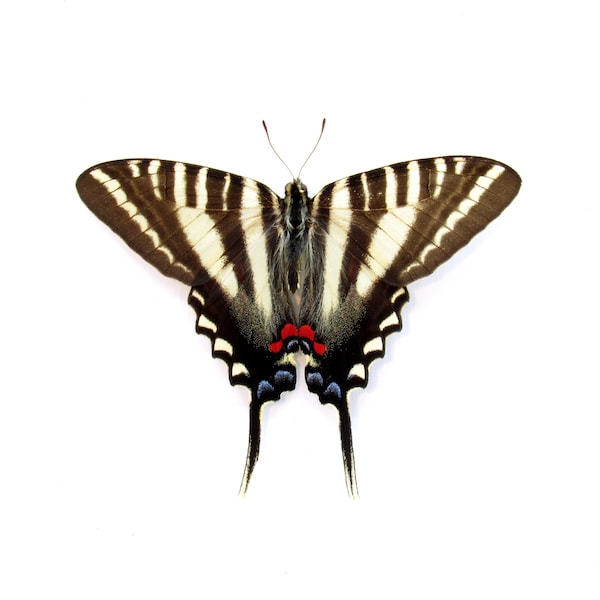 Real Zebra Swallowtail butterfly framed - Eurytides marcellus telamonides - female - Victorian mount