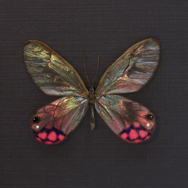 Rare pink glasswing butterfly framed taxidermy - Cithaerias pyropina