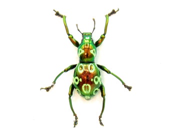 Rüsselkäfer-Manie – Echte Präparatoren mit rotem Käferrahmen – Pachyrhynchus eos – weiblich