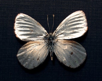 Very rare metallic Silver Satyr butterfly framed taxidermy - Argyrophorus argenteus